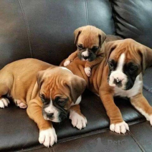 Foto №3. Boxerwelpen zur Adoption. Frankreich