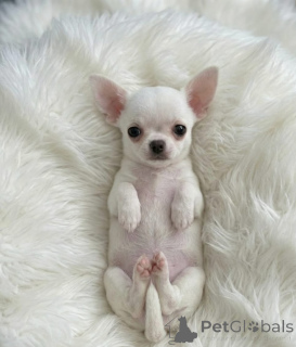 Foto №3. Chihuahua-Welpen. Serbien
