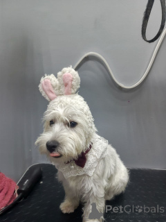 Foto №3. Ein bisschen Weihnachtszauber Lernen Sie unser 12-wöchiges Westie-Mädel kennen!. Großbritannien