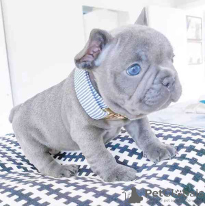 Foto №3. FRANZÖSISCHE BULLDOG WELPEN.. Niederlande
