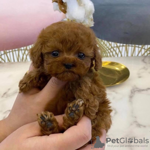 Foto №3. Toy Poodle Puppies For Sale. Deutschland