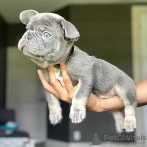 Foto №1. französische bulldogge - zum Verkauf in der Stadt Pennsylvania Furnace | 454€ | Ankündigung № 124734