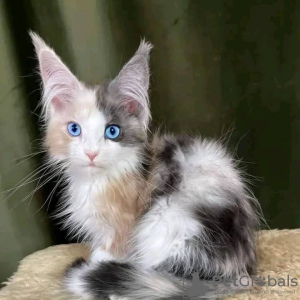 Foto №4. Ich werde verkaufen maine-coon-katze in der Stadt Мальмё. quotient 	ankündigung - preis - 400€