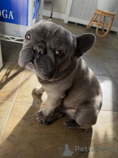 Foto №3. Wunderschöne Französische Bulldoggenwelpen suchen ihr Zuhause für immer. Schweiz