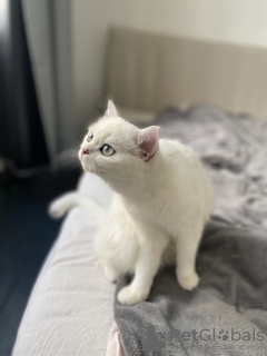 Zusätzliche Fotos: Ich verkaufe eine Katze. Farbe silber chinchilla