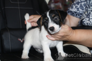 Foto №1. jack russell terrier - zum Verkauf in der Stadt St. Petersburg | verhandelt | Ankündigung № 26903