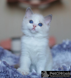 Foto №2 zu Ankündigung № 134387 zu verkaufen manx - einkaufen Belgien quotient 	ankündigung