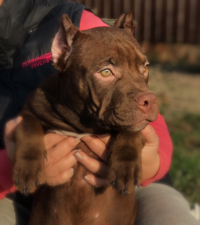 Foto №4. Ich werde verkaufen american bully in der Stadt Moskau. vom kindergarten - preis - 914€