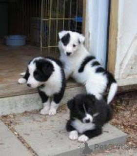 Foto №1. border collie - zum Verkauf in der Stadt Mailand | verhandelt | Ankündigung № 175501