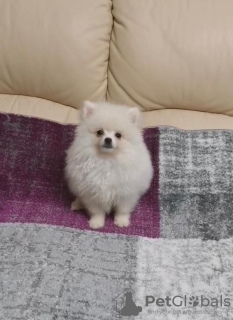 Foto №2 zu Ankündigung № 18786 zu verkaufen pommersche spitz - einkaufen Litauen 