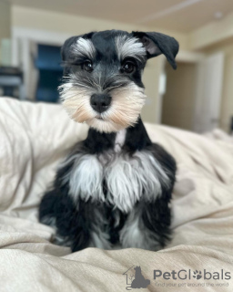 Foto №1. schnauzer - zum Verkauf in der Stadt Charlotte | 473€ | Ankündigung № 124291