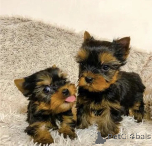Foto №1. yorkshire terrier - zum Verkauf in der Stadt OSLO | verhandelt | Ankündigung № 175040