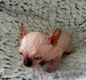 Foto №4. Ich werde verkaufen sphynx cat in der Stadt Яроцин. züchter - preis - 597€