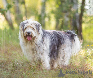 Foto №1. mischlingshund - zum Verkauf in der Stadt Moskova | Frei | Ankündigung № 159460