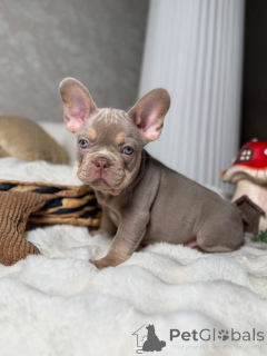 Foto №2 zu Ankündigung № 160525 zu verkaufen französische bulldogge - einkaufen Deutschland quotient 	ankündigung