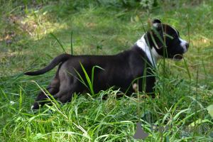 Foto №3. Amerikanische Bools. Russische Föderation