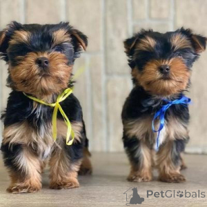 Foto №1. yorkshire terrier - zum Verkauf in der Stadt Warschau | verhandelt | Ankündigung № 175841
