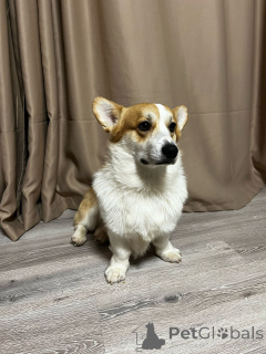 Foto №2. Paarung Service mischlingshund. Preis - 377€