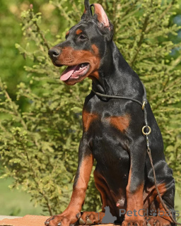 Foto №4. Ich werde verkaufen dobermann in der Stadt Berlin.  - preis - 950€