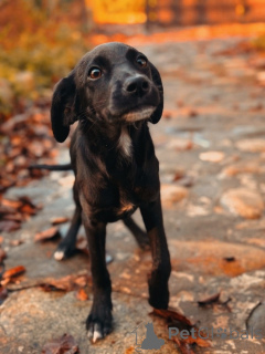 Foto №3. Zwei wundervolle Welpen (Mädels) suchen ein Zuhause!. Russische Föderation