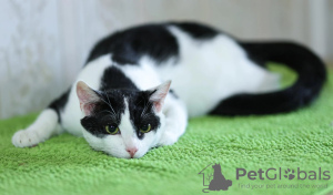 Foto №2 zu Ankündigung № 130367 zu verkaufen  - einkaufen Russische Föderation quotient 	ankündigung