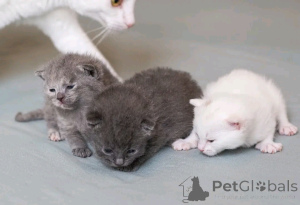 Foto №2 zu Ankündigung № 138921 zu verkaufen german rex - einkaufen Deutschland quotient 	ankündigung, züchter