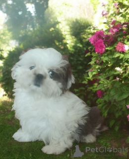 Foto №3. Hund Shih Tzu FCI. Polen