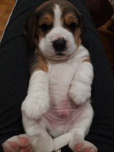 Foto №3. Beagle reinrassige Babys. Weißrussland