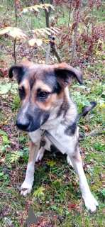 Foto №3. Junghund Forest sucht Familie.. Russische Föderation