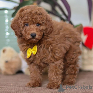 Foto №3. Pudelmännchen, 10 Wochen alt, bereit nach Hause zu gehen. Großbritannien