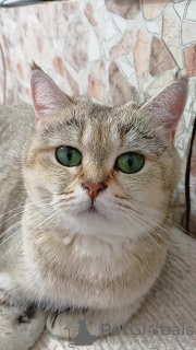 Foto №2 zu Ankündigung № 68629 zu verkaufen britisch kurzhaar - einkaufen Ukraine quotient 	ankündigung