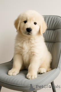 Foto №3. Marema-Abrutskaya Shepherd. Ukraine