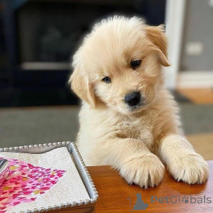 Foto №1. golden retriever - zum Verkauf in der Stadt Falkenberg | 1000€ | Ankündigung № 168379