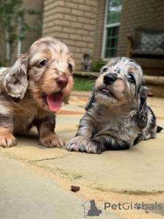Foto №1. dackel - zum Verkauf in der Stadt Aarau | 750€ | Ankündigung № 161828
