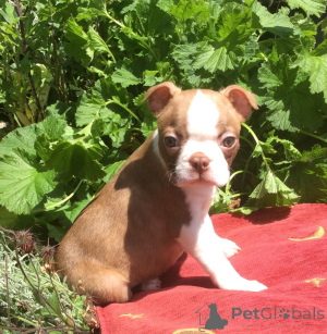 Foto №1. boston terrier - zum Verkauf in der Stadt Bollnäs | 850€ | Ankündigung № 168188