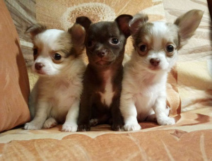 Foto №3. Kaufen Sie einen Chihuahua-Welpen, Chihuahua. Mädchen und Jungen.. Russische Föderation