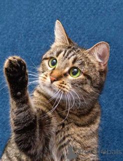 Foto №2 zu Ankündigung № 167404 zu verkaufen  - einkaufen Russische Föderation quotient 	ankündigung