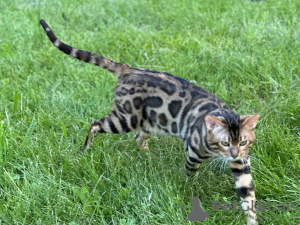 Foto №2 zu Ankündigung № 112029 zu verkaufen bengal katzenrasse - einkaufen Großbritannien quotient 	ankündigung, vom kindergarten, züchter