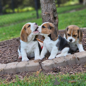 Foto №1. beagle - zum Verkauf in der Stadt Bielefeld | 423€ | Ankündigung № 128466