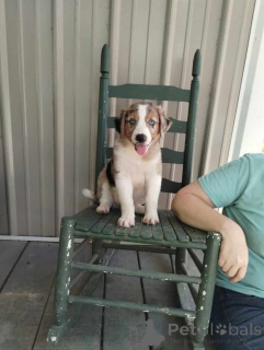 Foto №1. australian shepherd - zum Verkauf in der Stadt Hohenfels-Essingen | 900€ | Ankündigung № 150740