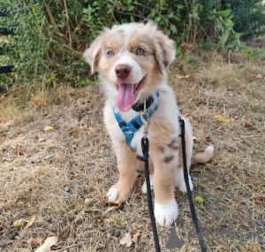 Foto №1. australian shepherd - zum Verkauf in der Stadt Ołomuniec | 500€ | Ankündigung № 123697