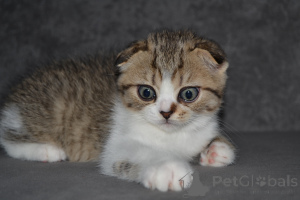 Foto №3. Athistische schottische Kätzchen. Polen