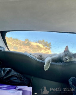 Foto №2 zu Ankündigung № 158744 zu verkaufen chartreux - einkaufen Deutschland züchter