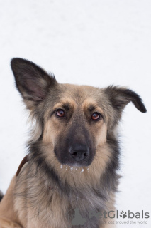 Foto №2 zu Ankündigung № 29925 zu verkaufen mischlingshund - einkaufen Russische Föderation quotient 	ankündigung