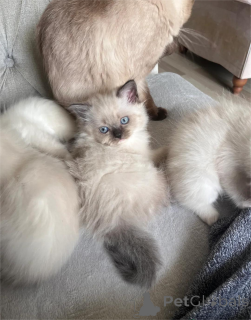 Foto №2 zu Ankündigung № 153223 zu verkaufen ragdoll-katze - einkaufen Deutschland 