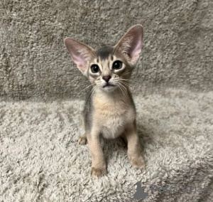 Foto №1. abessinierkatze - zum Verkauf in der Stadt Überllenlen | 350€ | Ankündigung № 177631