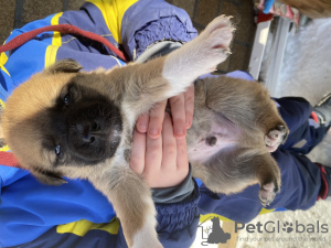 Foto №1. mischlingshund - zum Verkauf in der Stadt Ryazan | 95€ | Ankündigung № 89318