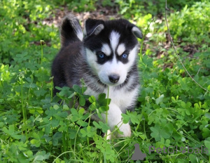 Foto №3. Wunderschöne Siberian Husky Welpen. USA