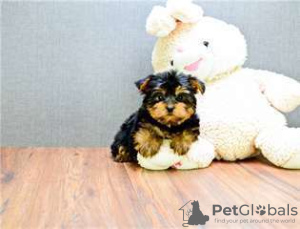 Foto №2 zu Ankündigung № 26253 zu verkaufen yorkshire terrier - einkaufen Frankreich quotient 	ankündigung