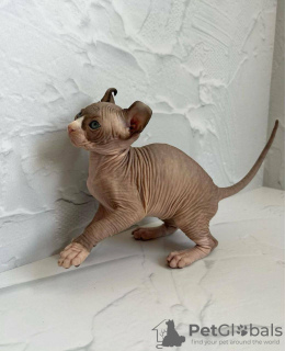 Foto №4. Ich werde verkaufen sphynx-katze in der Stadt Orlando. quotient 	ankündigung, züchter - preis - verhandelt